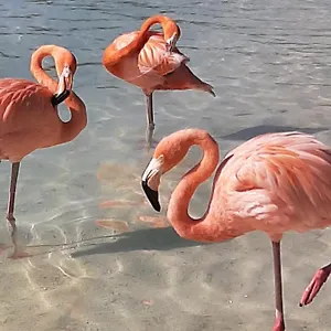 https://palmita-hotel-hostel.comcaribbean.com